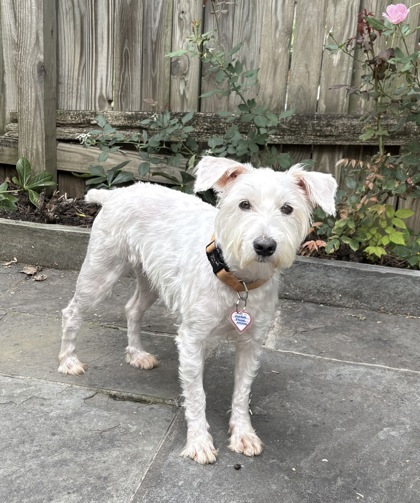 BUBBLEGUM BUCKS - West Highland White Terrier / Mix available for adoption