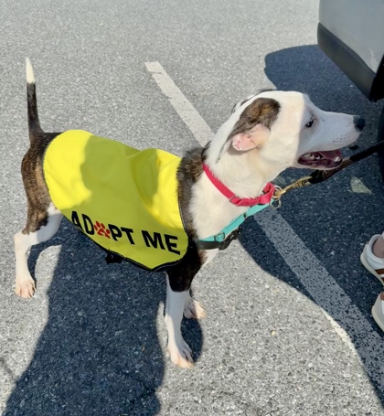MIMI - Mixed Breed, Medium (up to 44 lbs fully grown) / Mix available for adoption