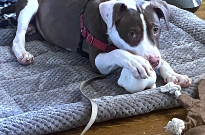 NESSA - Mixed Breed, Medium (up to 44 lbs fully grown) / Mix available for adoption