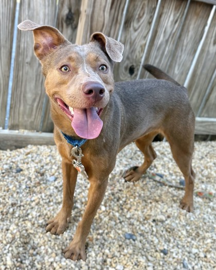 AUBRY - Mixed Breed, Medium (up to 44 lbs fully grown) / Mix available for adoption