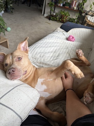 ALEXANDRIA - Mixed Breed, Medium (up to 44 lbs fully grown) / Mix available for adoption