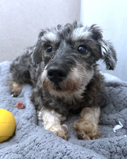 BOOGIE JONES - Yorkshire Terrier / Mix available for adoption