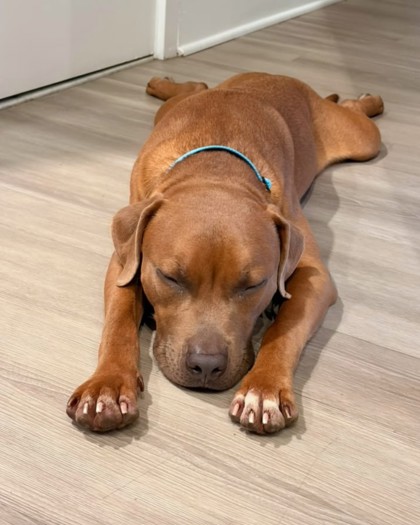 PADDINGTON - Pit Bull Terrier / Mix available for adoption