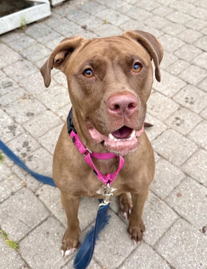 PRIYA - Pit Bull Terrier / Mix available for adoption