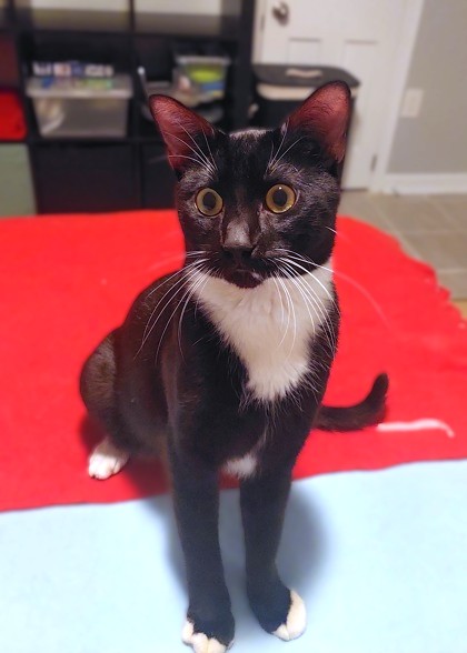 NECO - Domestic Shorthair / Mix available for adoption