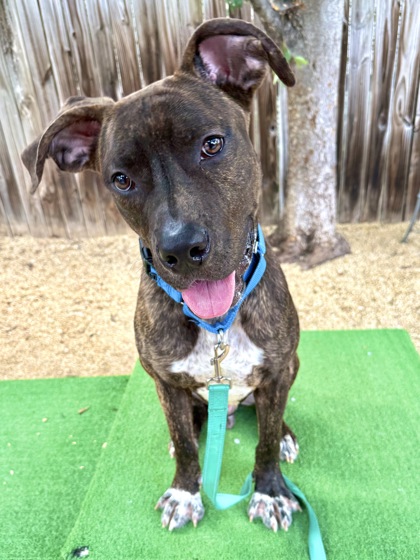 CURIOUS GEORGE - Pit Bull Terrier / Mix available for adoption