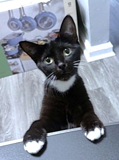 JAN BRADY - Domestic Shorthair / Mix available for adoption