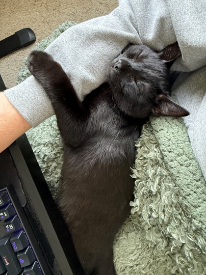PRAIRIE - Domestic Shorthair / Mix available for adoption