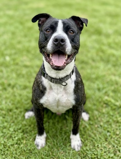 BERT - Terrier / Mix available for adoption