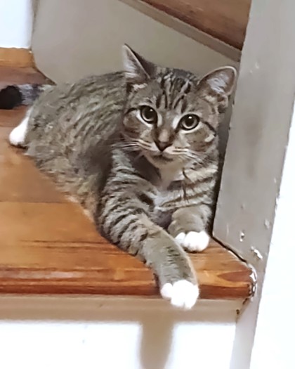DEBRA - Domestic Shorthair / Mix available for adoption