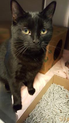 MIDNIGHT - Domestic Shorthair / Mix available for adoption