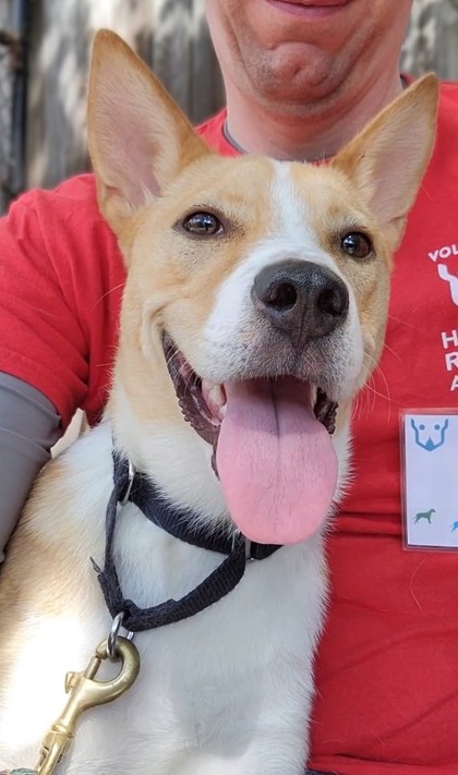 LITTLE BO PEEP - Australian Cattle Dog / Mix available for adoption
