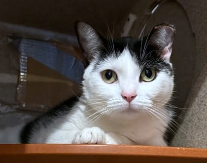 COCO PEACH - Domestic Shorthair / Mix available for adoption