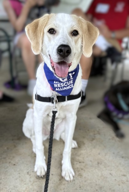LAUREL - Great Pyrenees / Mix available for adoption