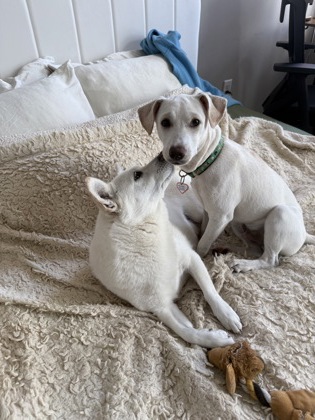 ROCCO - Mixed Breed, Medium (up to 44 lbs fully grown) / Mix available for adoption