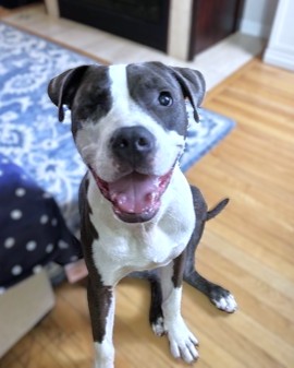 TODD - Mixed Breed, Medium (up to 44 lbs fully grown) / Mix for adoption in Silver Spring