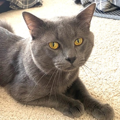 ALWYN - Domestic Shorthair / Mix available for adoption
