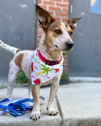 BRUNO - Jack Russell Terrier / Mix available for adoption