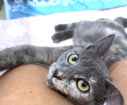 HERSHEY - Domestic Shorthair / Mix available for adoption