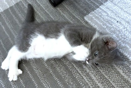 SHIMA - Domestic Medium Hair / Mix available for adoption