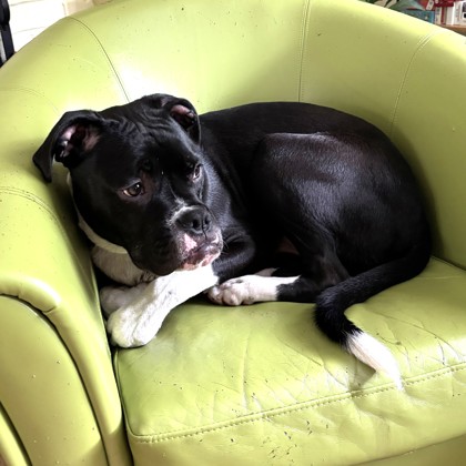 SIRIUS - Boxer / Mix available for adoption
