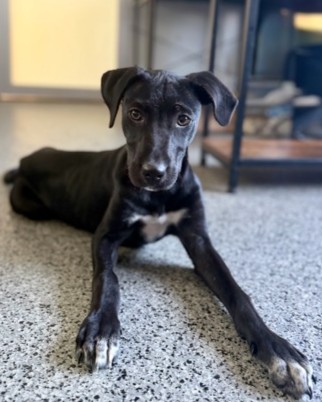 RHIANNON - Labrador Retriever / Mix available for adoption