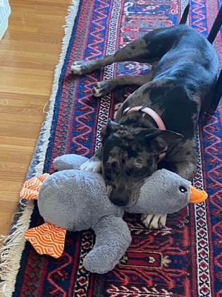 DIOR - Pit Bull Terrier / Mix available for adoption