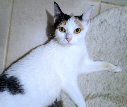 MOMMA B - Domestic Shorthair / Mix available for adoption