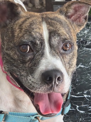 BLITZ - Pit Bull Terrier / Mix available for adoption
