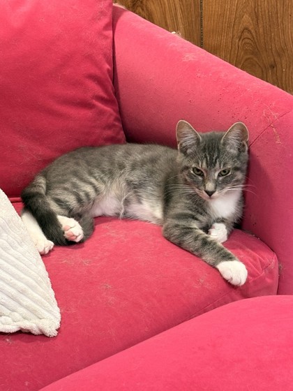 SORA - Domestic Shorthair / Mix available for adoption