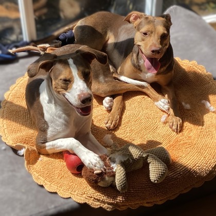 RUPER - Mixed Breed, Medium (up to 44 lbs fully grown) / Mix for adoption in Silver Spring