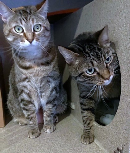 ZACK - Domestic Shorthair available for adoption