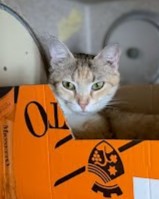 MOMMA - Domestic Shorthair / Mix available for adoption