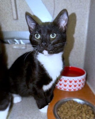 JOHNNY KNUCKLES - Domestic Shorthair / Mix available for adoption