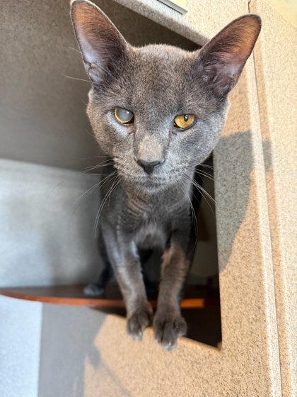 BART - Domestic Shorthair / Mix available for adoption