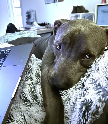 GOMEZ - Mixed Breed, Large (over 44 lbs fully grown) / Mix available for adoption