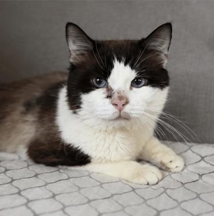 FENDI - Domestic Shorthair / Mix available for adoption