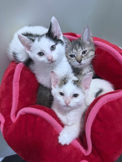 MARGE - Domestic Shorthair / Mix available for adoption