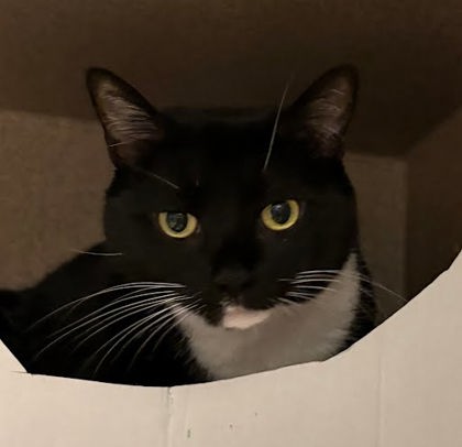 BELLA - Domestic Shorthair / Mix available for adoption
