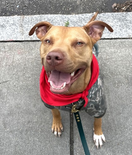 BRONX - Mixed Breed, Medium (up to 44 lbs fully grown) / Mix available for adoption