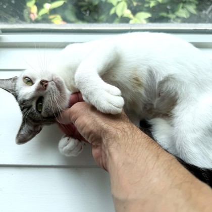 CAMMI - Domestic Shorthair / Mix available for adoption