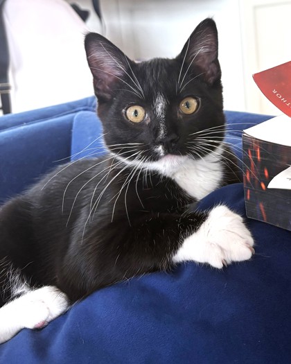 WALTER WHISKERS - Domestic Shorthair / Mix available for adoption
