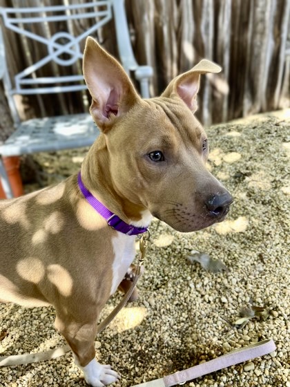 CURRY - Pit Bull Terrier / Mix available for adoption