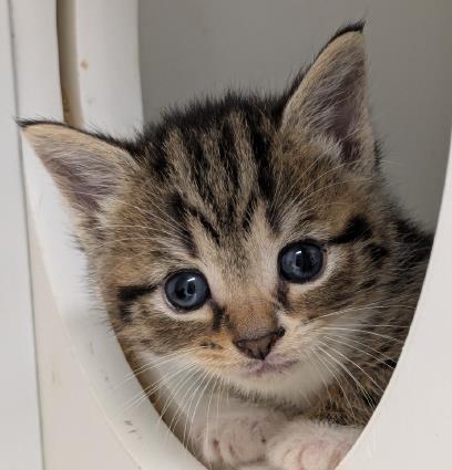 BANILLA - Domestic Shorthair / Mix available for adoption