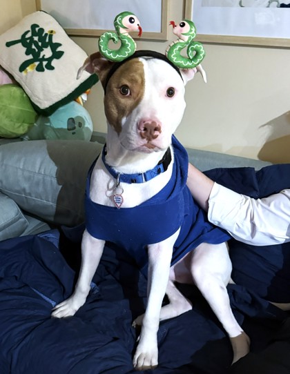 FERB - Terrier / Mix available for adoption