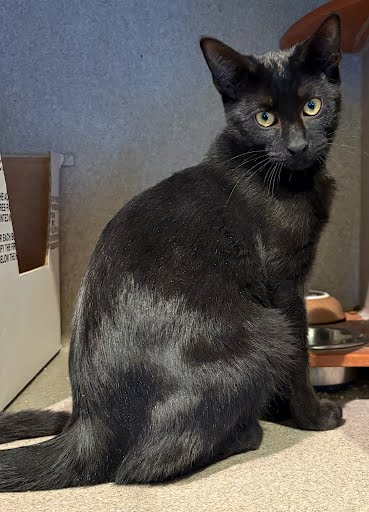 BINX - Domestic Shorthair / Mix available for adoption