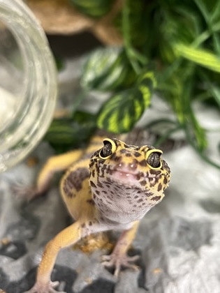 PEARL - Lizard / Lizard available for adoption