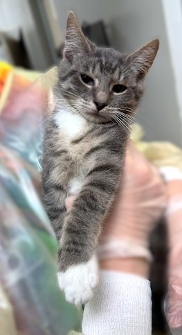 SORA - Domestic Shorthair / Mix available for adoption