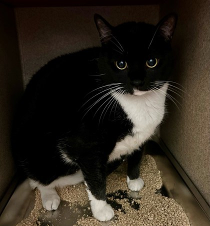 BELLA - Domestic Shorthair / Mix available for adoption