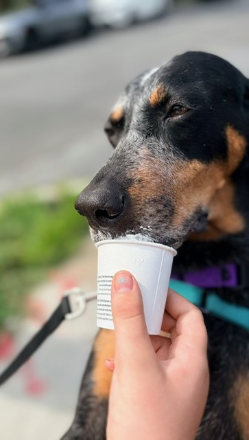 SASSAFRAS - Black and Tan Coonhound / Mix available for adoption